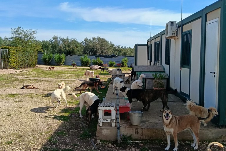 La tutela degli animali