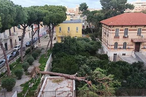 Albero caduto in corso Imbriani