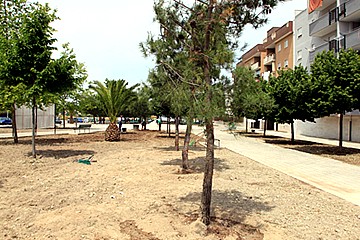 Nuovi alberi in piazza Madre Teresa di Calcutta