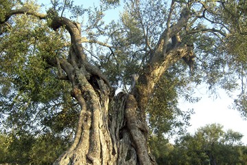 Albero di Ulivo