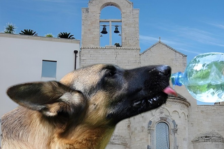 Animali in estate