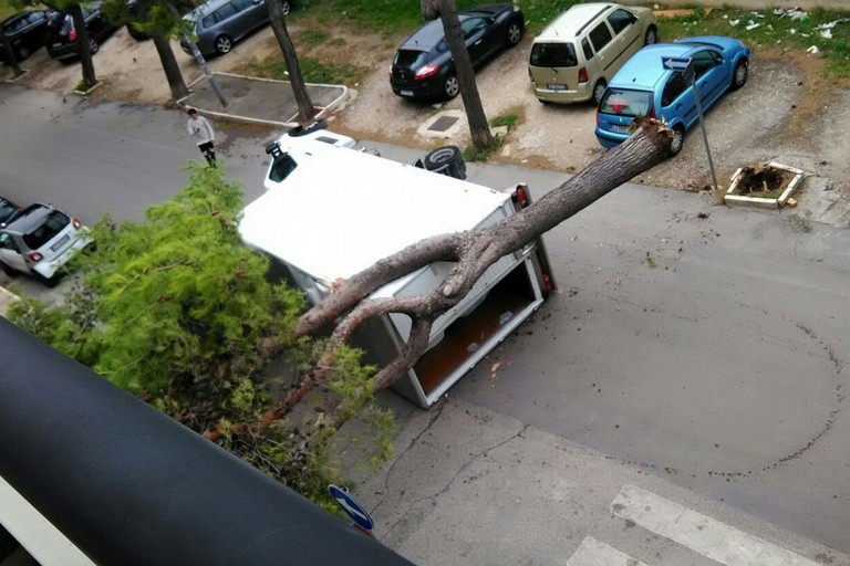 Albero di pino in via Bari