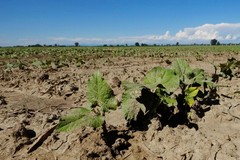 Sostegno alle imprese agricole danneggiate dalla siccità 2022