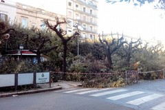 Piazza della Repubblica, 35mila euro per la piantumazione di 36 alberi
