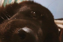 Solidarietà a quattro zampe: la tranese Arianna lancia una raccolta fondi per salvare il suo cane