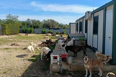 La "Lista Guarriello Sindaco" lancia il piano animalista: "A Trani tutela al punto di rottura, ora è tempo di strutture pubbliche"