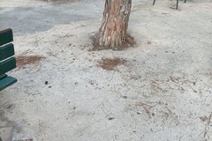 Articolo97: «Alberi cementati vivi, errori senza scuse»