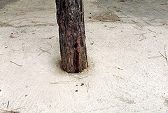Verde maltrattato, a Trani alberi soffocati dal cemento