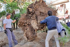 Un ulivo centenario piantato in piazza Natale d'Agostino