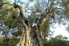 Un albero di ulivo ultracentenario per la Giornata della Pace