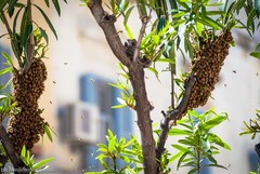 (Aggiornato) Nuovo assalto di api in Via Cavour, rimossi gli alveari