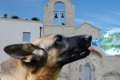 Emergenza caldo, la "Lista Guariello" chiede un’ordinanza urgente per tutelare gli animali