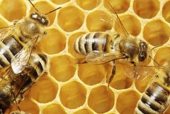 Sciame d’api in formazione in via San Gervasio