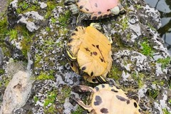 Allarme tartarughe nella Villa Comunale: choc e denunce per la moria di animali