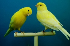 "Aves Trani 2025", canarini protagonisti alla Galleria Belmondo