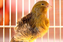 Ornitologia, ancora un titolo mondiale per Curci