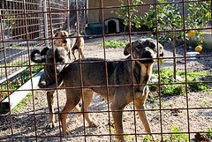 Sul Dogs’s Hostel di Trani il consigliere Corrado annuncia un’interrogazione