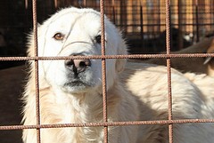 La barbarie contro gli animali a Trani rimane ignorata