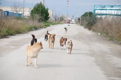 Un albo per veterinari per consentire servizio di primo soccorso ad animali randagi