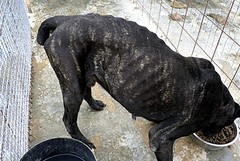 Dog's Hostel, via libera al dissequestro, ancora oscure le motivazioni