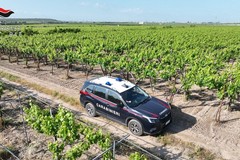 Carabinieri di Trani: arresti domiciliari per tre uomini dopo furto di 15 quintali di uva