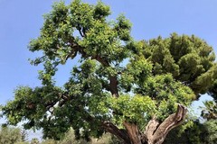 Il carrubo è salvo: l'albero secolare di via Duchessa d'Andria torna a respirare