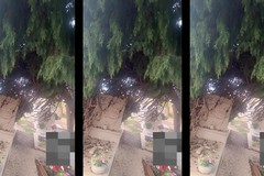 Alberi abbattuti nel Civico Cimitero di Trani dopo il maltempo: la riflessione dell’ex assessora Raffaella Merra