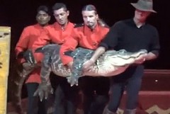 Servizio shock di Striscia: nel circo a Trani si esibisce un coccodrillo sanguinante