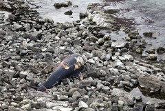 Un delfino di quasi due metri spiaggiato a Trani