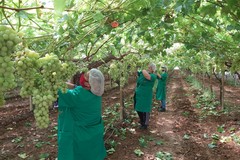 Dalla discriminazione di genere alla commercializzazione dei prodotti agricoli ed agroalimentari