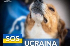Emergenza animali in Ucraina, le iniziative della Lega del Cane Trani