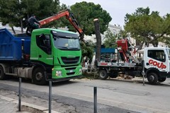 Nuovo albero abbattuto in piazza Gradenigo, Legambiente Trani: «È ora di revisionare il Piano Urbanistico Generale in chiave di sostenibilità»