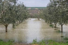 Maltempo, con tornado e trombe d'aria cresce emergenza piante pericolanti