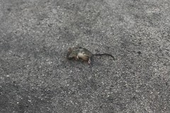 Casting per Ratatouille a Trani: tornano le segnalazioni di topi