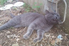 Ancora maltrattamenti sugli animali: una gatta bastonata in un giardino condominiale