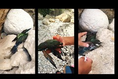 Quando la vacanza sposa la natura: turista marchigiano salva un esemplare ferito nella Baia dei Gruccioni a Trani