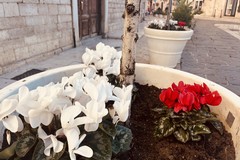 Dai piedi dell'Immacolata alle strade di Trani: il "tappeto di fiori" diventa dono per la città