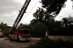Maltempo, rami pericolosi sulla Trani-Corato: intervento dei vigili del fuoco