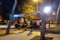 Ramo pericolante nella pinetina di via Andria, l'intervento dei vigili del fuoco scongiura pericoli