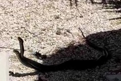 I guardiani del cimitero: due serpenti in lotta