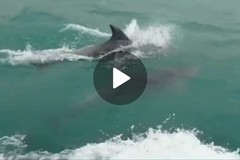 Nuovo avvistamento di delfini al largo di Trani