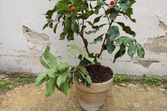 Festa dell'albero alla scuola Baldassarre, piantumato un nuovo esemplare nel giardino dell'istituto