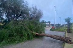 Danni maltempo, un albero cade in via Alberolongo a causa del forte vento