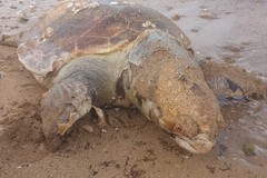 Ancora una tartaruga spiaggiata sul litorale di Trani
