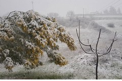 Maltempo: Coldiretti Puglia, allarme neve e gelo per frutta e verdura