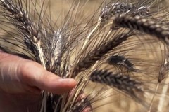 Era ora, grano in Puglia: un bando per utilizzare 100.000 ettari di terreni incolti