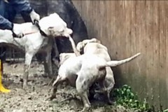 Da Trani e provincia i cani da combattimento mandati in Sicilia: una barbarie scoperta dalla Polizia