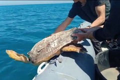 Liberati in mare due esemplari di tartaruga caretta caretta