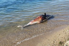 Ancora una carcassa di delfino rinvenuta dai bagnanti sulla costa tranese