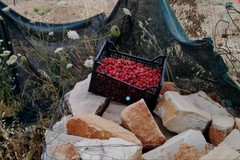 Rubavano ciliegie nella campagna di Trani, recuperato il bottino dalle  Guardie Campestri